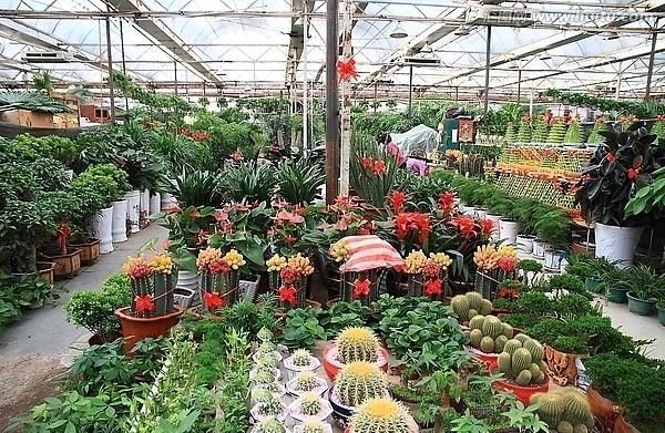 植株|养花“杀手”都有的5个毛病,难怪买花“养1盆死1盆”,要改正了