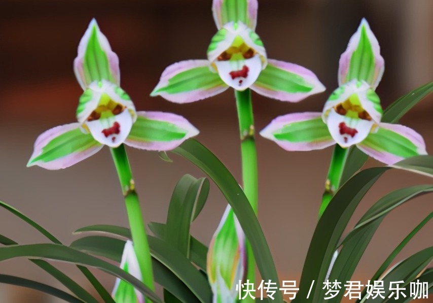 花卉|别只傻盯着养春兰蕙兰,这种款兰花也不错,香气浓郁还四季开花!