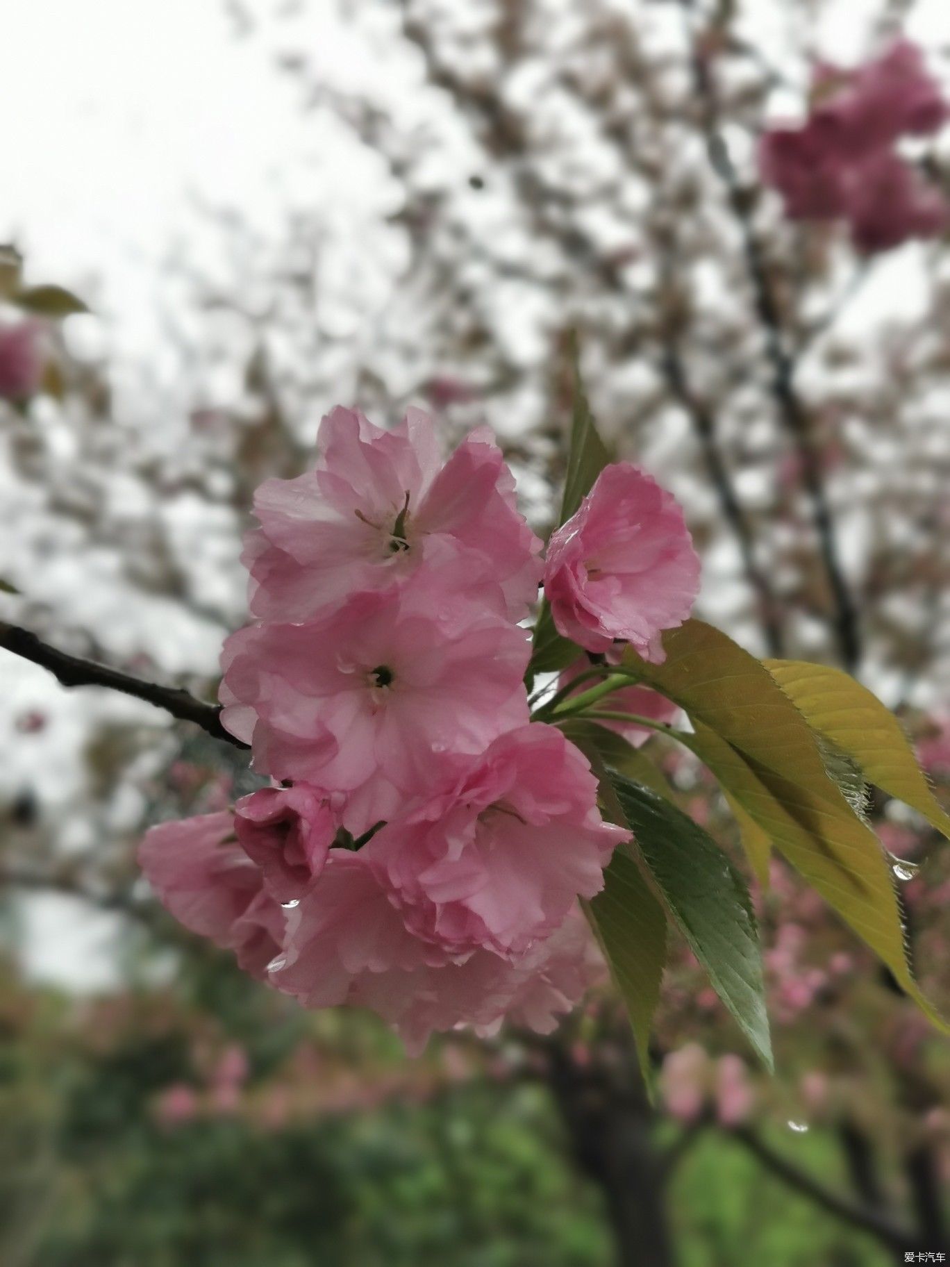 雨中盛开的樱花