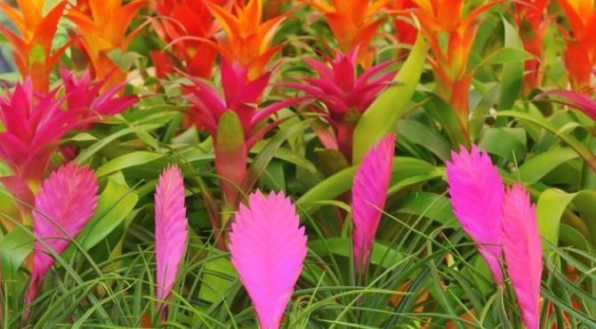 待机时间超长的3种花,一朵开100天以上,家里养一盆很喜庆