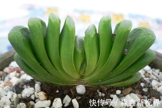 光照|办公室种多肉从没活过，种上如下几种分分钟爆盆，懒人大爱