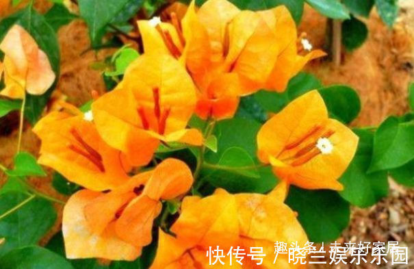 喜欢三角梅,就试试“开花机器”柠檬黄三角梅,花开金灿灿好养活