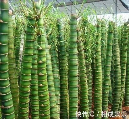 发财树|怪不得老公把发财树扔了，现阳台流行种此花卉，香飘满屋更迷人