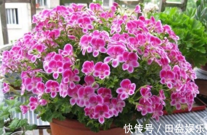 阳台爆盆首选,开花量大,花期长,懒人新手都能养,美爆阳台!