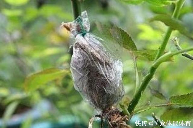 扦插月季失败，试试这种繁殖方法，更容易成活！