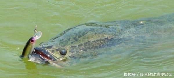 当地|都说亚洲鲤鱼的入侵让美国很头疼,但它的入侵才是让美国人最心塞