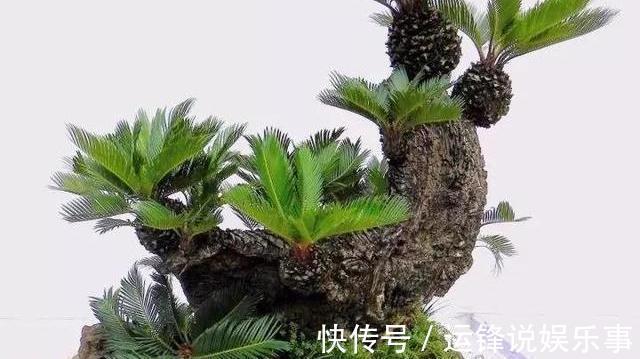 植物|4种植物挺着“大肚子”，摆在客厅，不但寓意好，而且耐旱好养