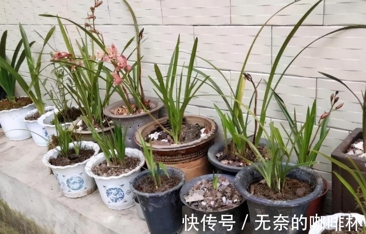 大蒜|别花钱买生根水给植物泡了,拿这些代替,既有趣又实用