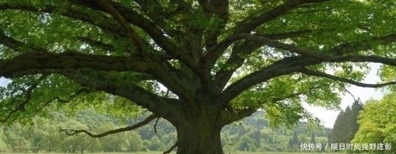  上联|千古绝对上联“上午栽树,下午乘凉”,下联太经典了