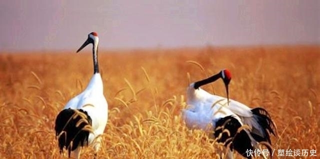 美国国鸟是鹰,法国国鸟是雄鸡,中国国鸟是