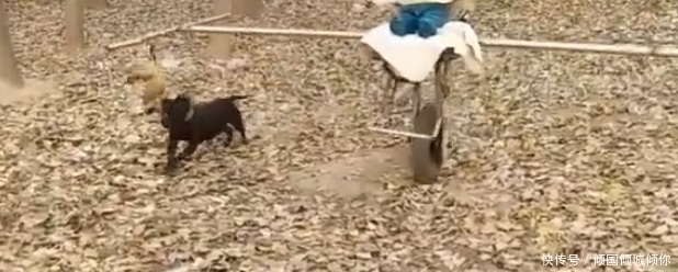 村民|奇闻:村民自制遛娃神器,不费力不费电,全靠一只狗