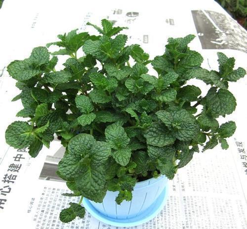 长寿花|2种“矮子”花,不喜欢个子高,长高就要剪,不然难开花!