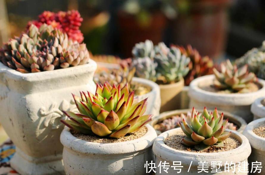 水溶液|天热换盆土，方法不正确，多肉反而更容易烂根化水