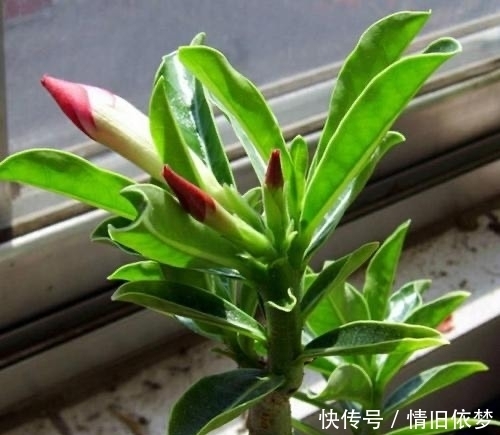 沙漠玫瑰|养沙漠玫瑰,有3个技巧,长成盆景,一盆能开100朵花