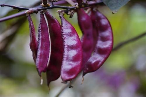 淤血肿痛|长寿老人推荐吃3种食物，美容养生、增强体质，早吃早好！