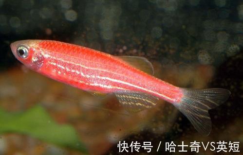 水族|对新人极其友好,十大养不死的观赏鱼