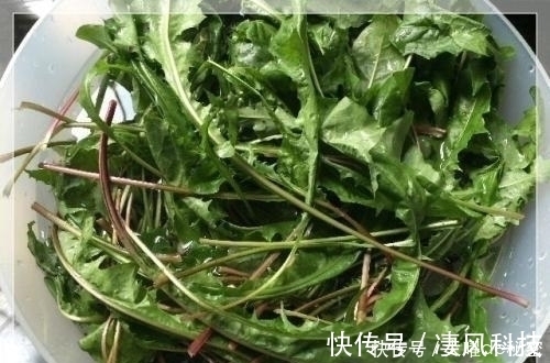 阳台上|天冷就吃这种“野菜”,种子撒一把,30天长成一盆