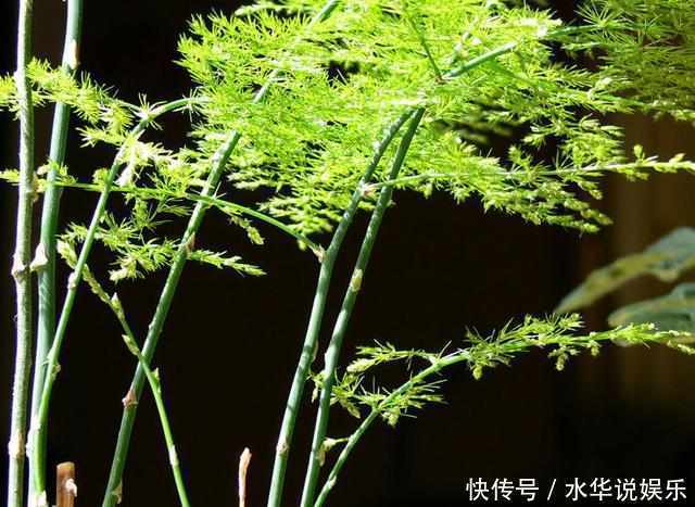 文竹绿油油|新手文竹叶子发黄简单掌握如下4点,让你的文竹绿油油