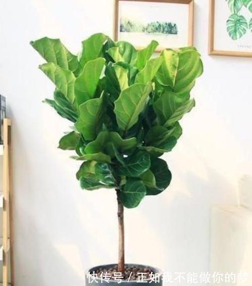 琴叶榕|家养3种花,带走甲醛、二手烟,净化空气,不易生病好养护