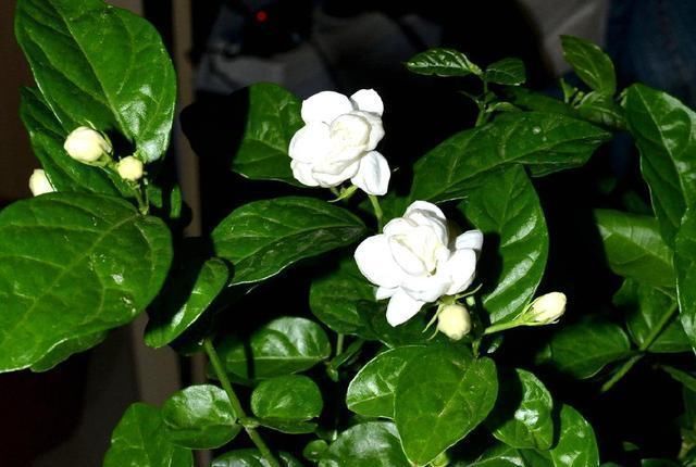 茉莉花|茉莉开花少?赶紧做1点,花朵挂满树,小白花又多又美!
