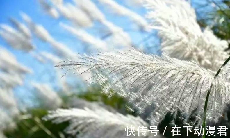 王国维$芦苇摇浪花,昼若飘絮夜似雪海醉了词人诗家,有欢欣也有愁情天涯