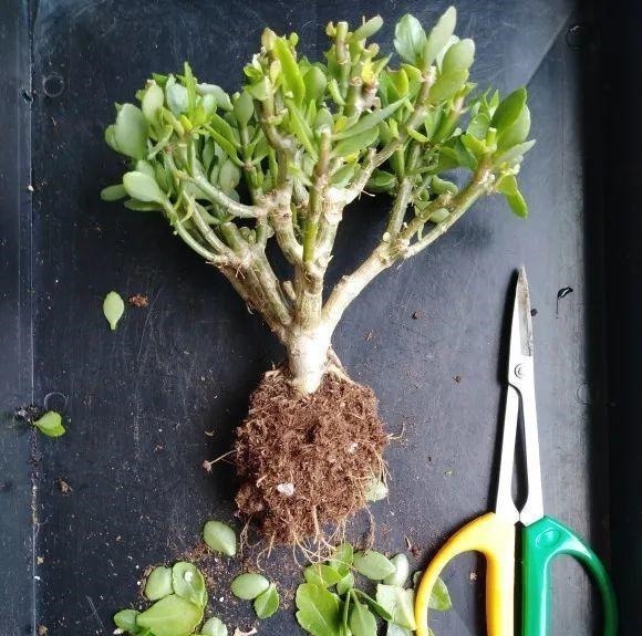 蟹爪兰|长寿花换盆,切忌越换越大,一直用小盆养才好!