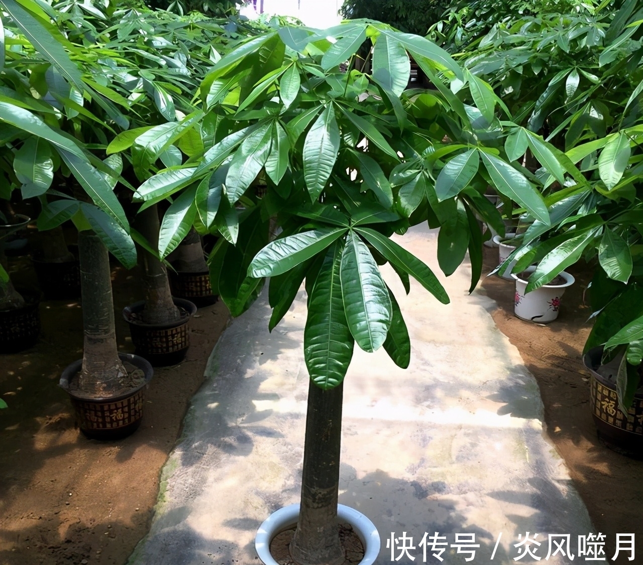 发财树黄叶,掉叶子?都是2个“小疏忽”,看看你犯了没有