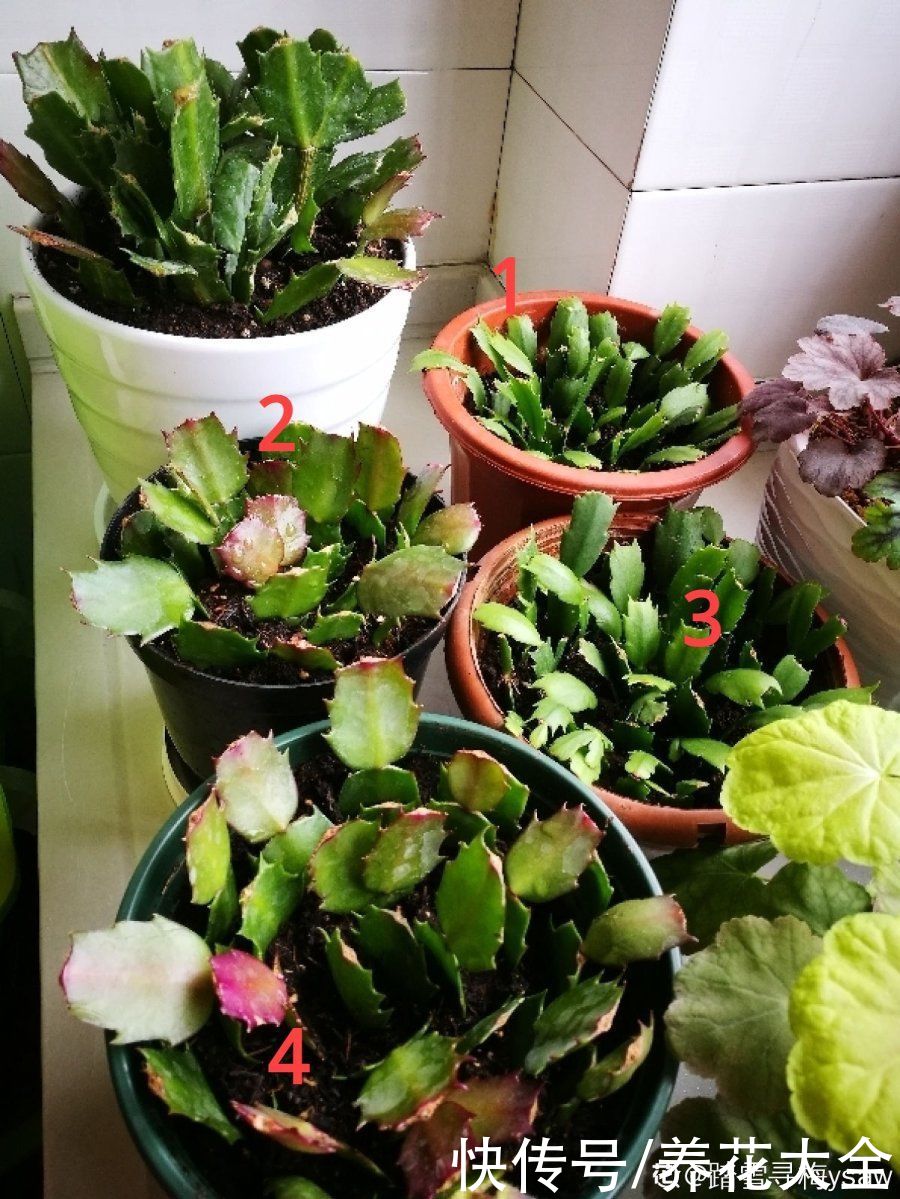 7种“落地生根”花，春天多插几棵，成活率特别高