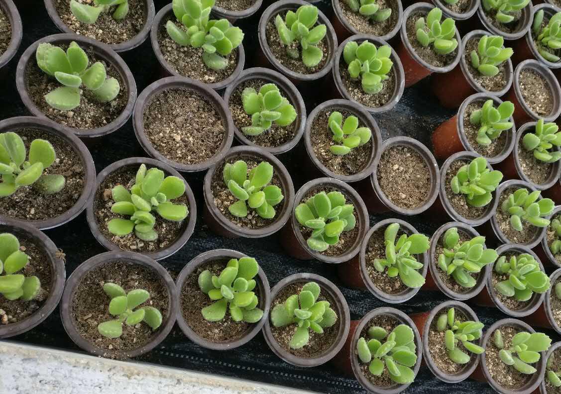 该如何看护多肉熊童子?从这6方面下手准没错