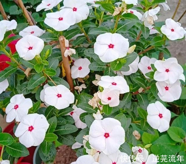 这4种花是“开花机器”,便宜又好养,适合阳台栽!