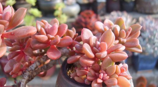 老桩|婆婆花5块钱买的多肉,一不小心养成老桩,多少钱也不出售