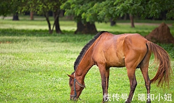 生肖狗|惹不起的大金狗，2021年将迎来人生最大的贵人，助你心想事成！