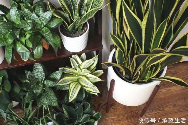 龟背竹|3种“大气花”越热越长个,新叶呼呼窜,室内百搭花,越长越高雅