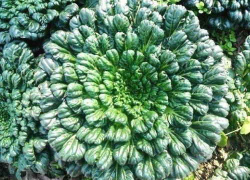 苹果|爱美女性多吃3种食物,排毒养颜、滋润肌肤,早吃早健康!