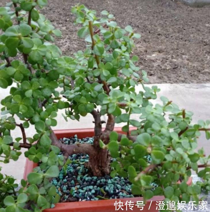 修剪|养了5年金枝玉叶修剪学点小方法,新芽嫩叶蹭蹭往外长!