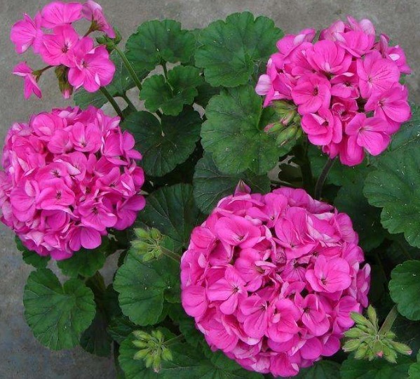 大妈养花，只用3种“生根水”，年年开花都“爆盆”，邻居都羡慕