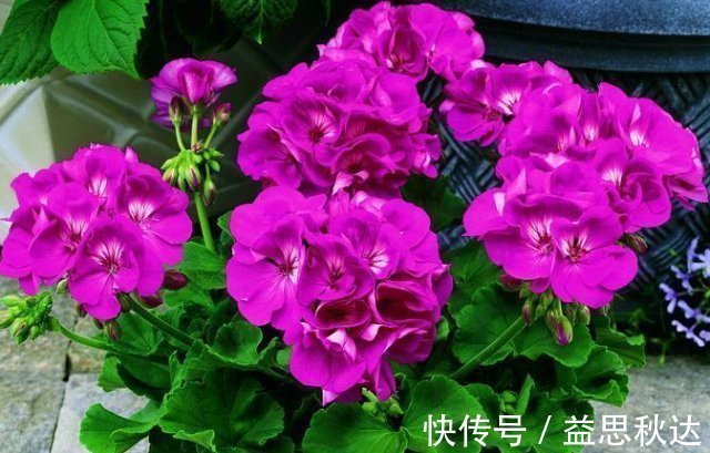 夏天养花难养此3种花“最适合”,越晒越旺,给点水就“爆盆”