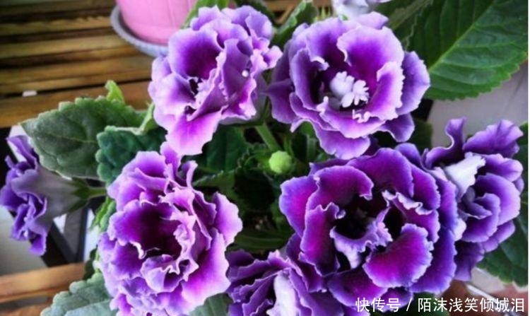 3种花比牡丹还漂亮,比绿萝还好养,一年四季开花不停!