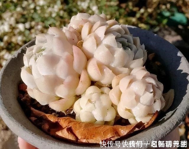 花友|这“三多肉”是普货之王,遇水易长又“耐寒”,冻一冻叶色更鲜艳!