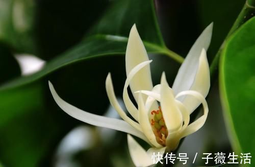 瑞香|比香水还好闻的花,家里摆一盆,满屋飘香还能去异味