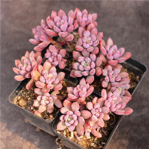 多肉植物爱吃2种肥,根系健壮,叶子肥厚,养成老桩