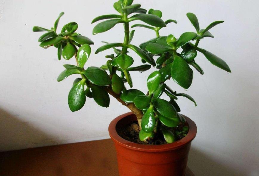 修剪|养玉树,1个月剪1次,植株不休眠,新芽蹭蹭窜,2年成老桩