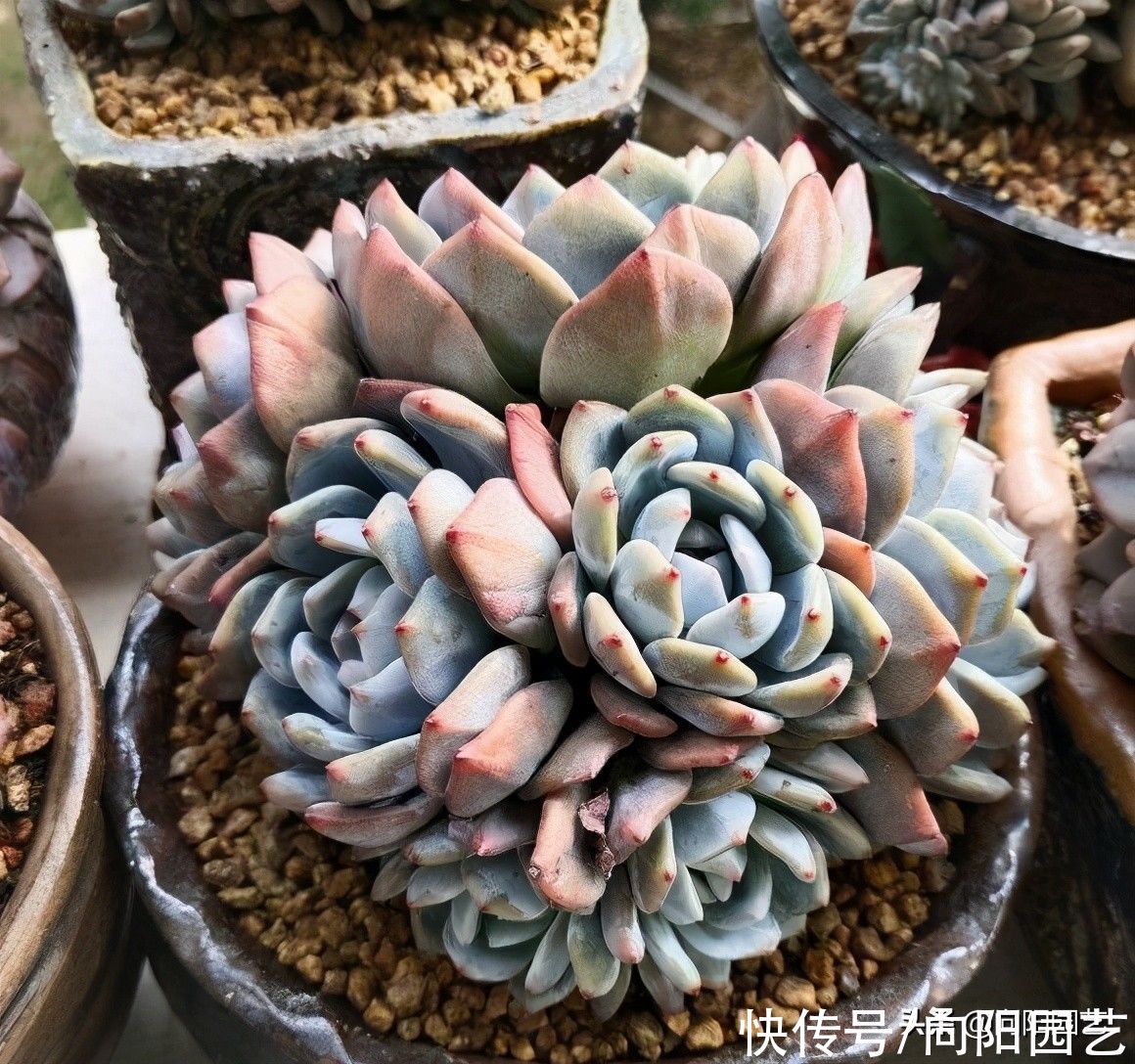 乌木|夏天养乌木，橙梦露，就一个字“晒”，晒得越狠，状态越好