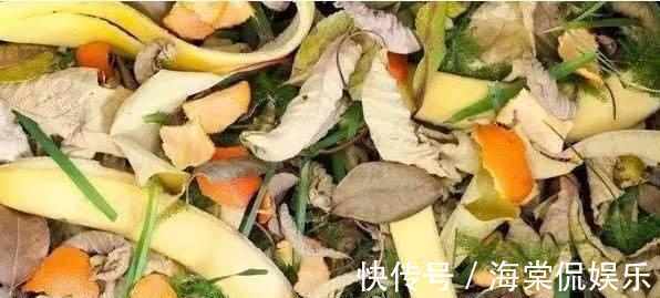 花肥|别再买花肥了,几种垃圾用来养花,花儿疯长不停,省下一大笔钱