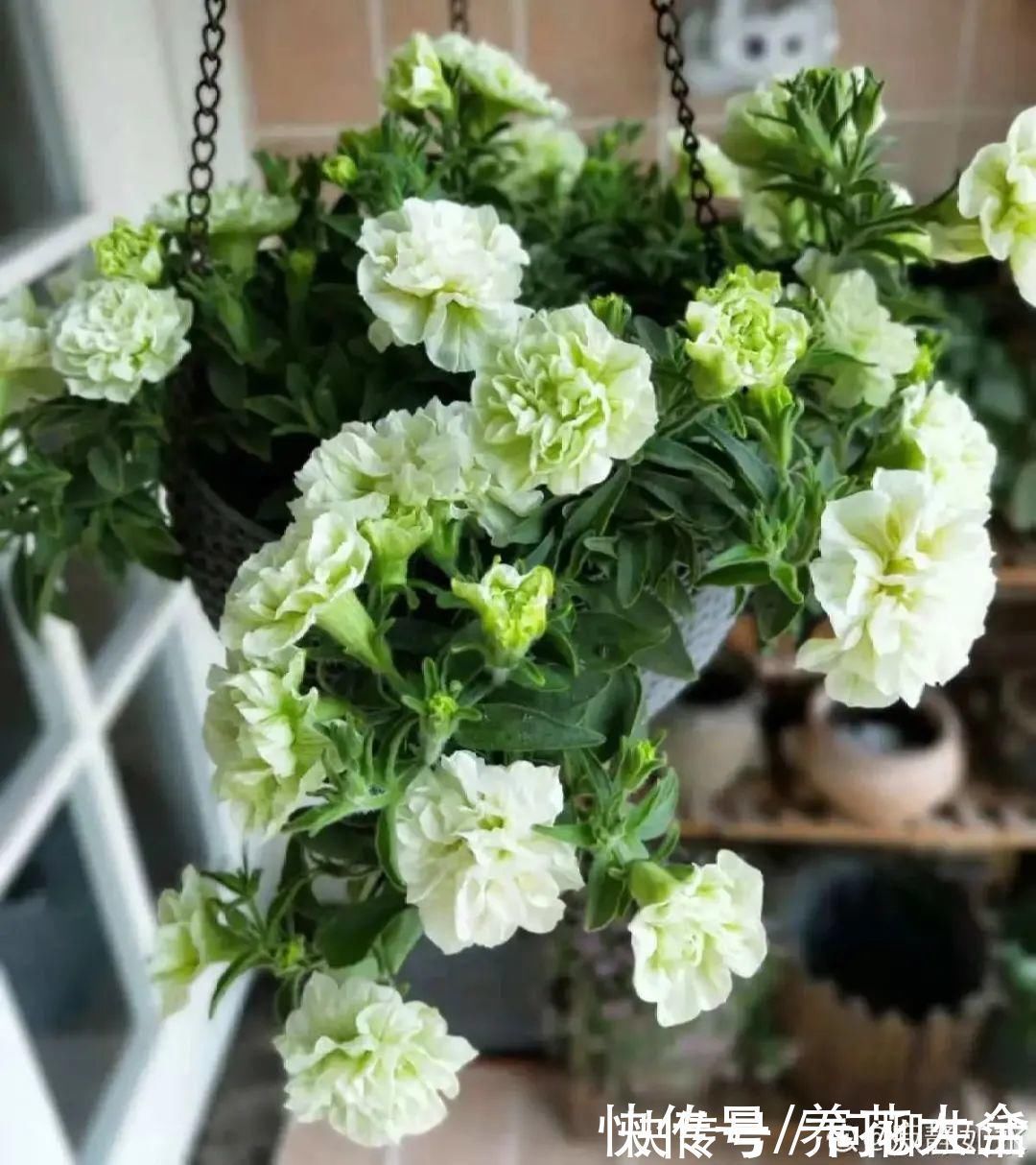 水仙|上万块的蟹爪兰,开花像烟花,养过的人不多