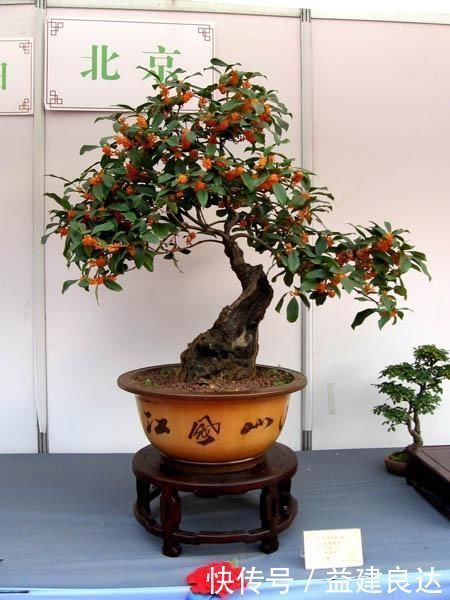 极品水果盆景,这辈子能有一盆,就值了