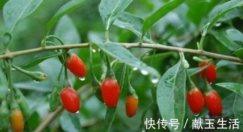 花朵|这几种花,养了就是赚到,花苞、果实、叶子都是好东西