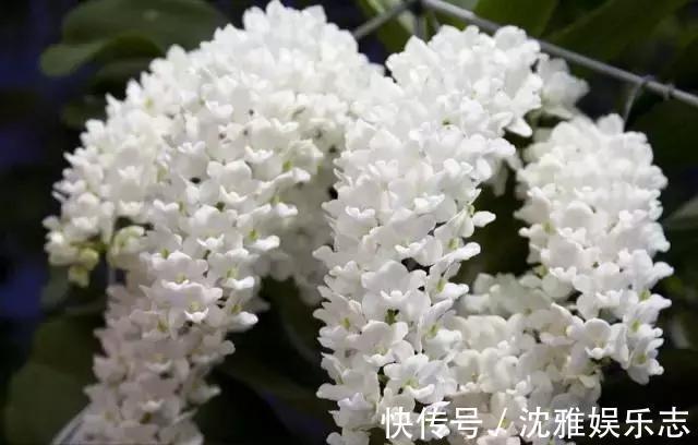 狐尾兰|4种“兰花”好养还爱开花,一开就是“花瀑布”,惊艳!