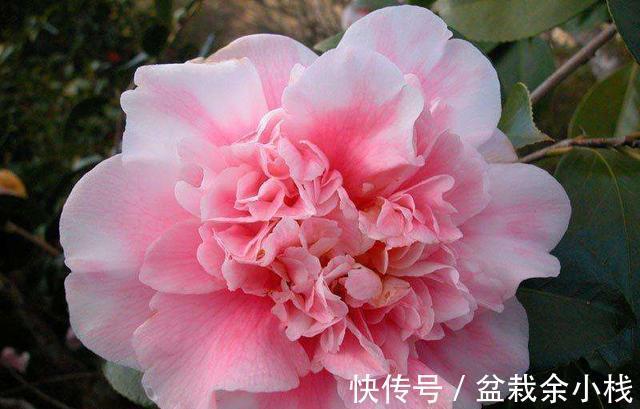 茶花|有钱人家的院子,爱养这4种花,高档有品味,富贵又典雅