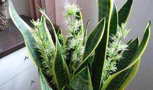 养了两三年虎皮兰不长芽,找到爆盆机关,立马不一样